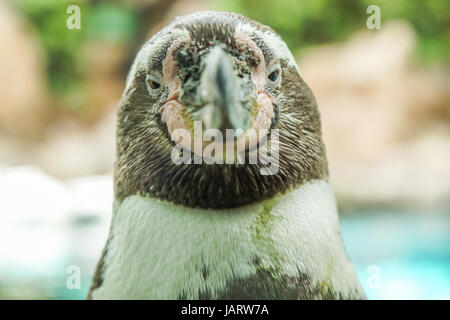 Un pinguino pone per la fotocamera a Tenerife, Spagna Foto Stock