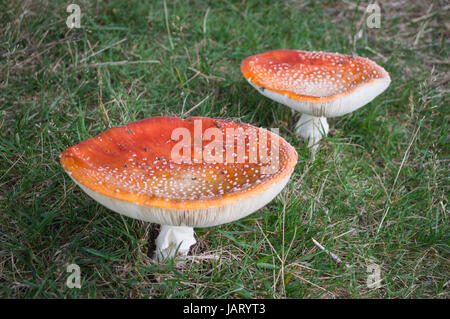Fly agaric toadstools coppia matura Foto Stock