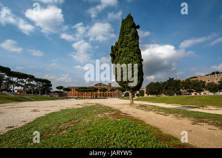 Cipresso su Circus Maximus, antico stadio romano vicino colle Palatino, Roma, Italia Foto Stock