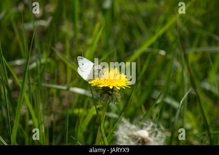 Verde-bianco venato farfalla sulla tarassaco Foto Stock