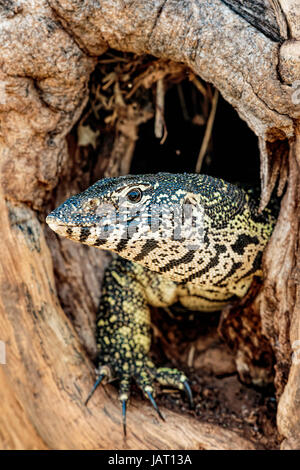 Monitor del Nilo (Varanus Nilotictus) guardando fuori da un vecchio albero tronco burrow che mostra la sua testa e zampe Foto Stock