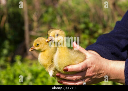 La donna trattiene baby oca in mani Foto Stock