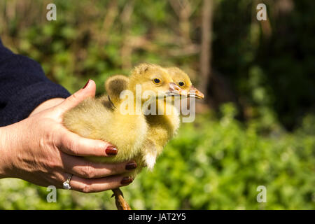 La donna trattiene baby oca in mani Foto Stock