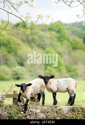 Due agnelli in Cotswold Hills vicino tempio Guiting REGNO UNITO Foto Stock