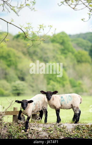 Due agnelli in Cotswold Hills vicino tempio Guiting REGNO UNITO Foto Stock