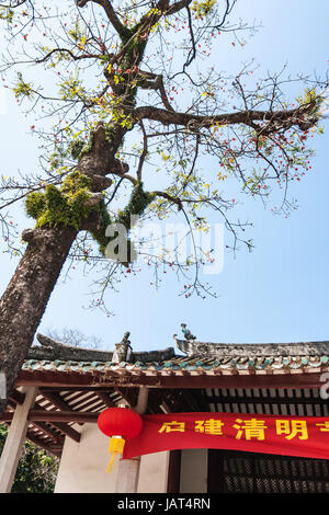 GUANGZHOU - CINA - Aprile 1, 2017: albero nella corte del tempio Guangxiao (brillante obbedienza, luminoso di pietà filiale tempio). Questo è uno dei più antichi Buddh Foto Stock