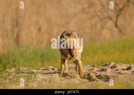 Golden jackal (Canis aureus) adulto passeggiate sulla sabbia, il delta del Danubio, Romania Foto Stock