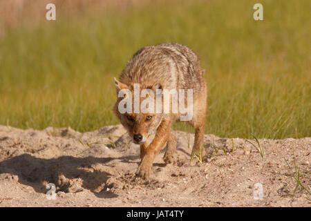 Golden jackal (Canis aureus) adulto passeggiate sulla sabbia, il delta del Danubio, Romania Foto Stock