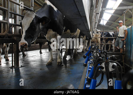 HOLLAND Olanda il latte di vacca farm, la mungitura / Niederlande Milchviehbetrieb, Melkstand Foto Stock