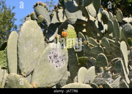 Cocciniglia insetto (Dactylopius coccus), colonia di insetti di scala su ficodindia cactus / Barberia fig, Gran Canaria Isole Canarie. Foto Stock