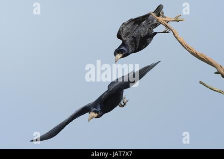 Rook (Corvus frugilegus) coppia di decollare da un ramo morto vicino a loro tree top sito nido, Cornwall, Regno Unito, Aprile. Foto Stock