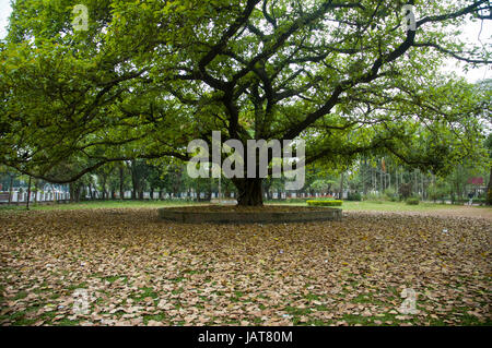 Le foglie essiccate sotto un banyan tree di fronte alla Facoltà di Arti edificio dell università di Dhaka in tarda primavera del giorno. Dacca in Bangladesh. Foto Stock