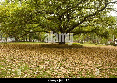 Le foglie essiccate sotto un banyan tree di fronte alla Facoltà di Arti edificio dell università di Dhaka in tarda primavera del giorno. Dacca in Bangladesh. Foto Stock