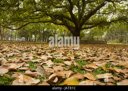 Le foglie essiccate sotto un banyan tree di fronte alla Facoltà di Arti edificio dell università di Dhaka in tarda primavera del giorno. Dacca in Bangladesh. Foto Stock