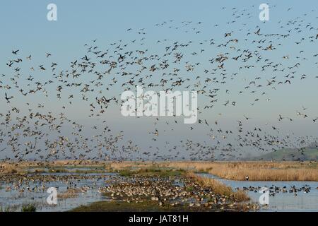 Wigeon (Anas penelope), Comune teal (Anas crecca) e mestolone settentrionale (Anas clypeata) fly over dense gregge di nero-tailed godwit (Limosa limosa) REGNO UNITO Foto Stock