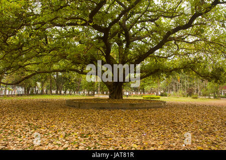 Le foglie essiccate sotto un banyan tree di fronte alla Facoltà di Arti edificio dell università di Dhaka in tarda primavera del giorno. Dacca in Bangladesh. Foto Stock