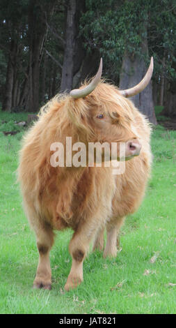 HIGHLAND BOVINI Foto: Tony Gale Foto Stock