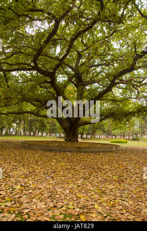 Le foglie essiccate sotto un banyan tree di fronte alla Facoltà di Arti edificio dell università di Dhaka in tarda primavera del giorno. Dacca in Bangladesh. Foto Stock