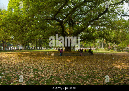 Le foglie essiccate sotto un banyan tree di fronte alla Facoltà di Arti edificio dell università di Dhaka in tarda primavera del giorno. Dacca in Bangladesh. Foto Stock