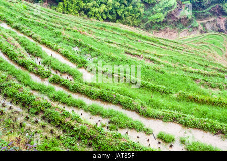 Viaggio in Cina - vista al di sopra di letti di riso sui giardini terrazzati vicino villaggio Tiantouzhai nell'area Dazhai Longsheng terrazze di riso (Dragon's Backbone di terra Foto Stock