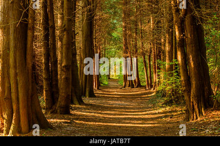 Svuotare il percorso escursionistico o un sentiero nella vecchia foresta di conifere. Spia si accende tramite tra i tronchi degli alberi e il percorso conduce a più verde e più leggero anticipo di foresta. Stens Foto Stock