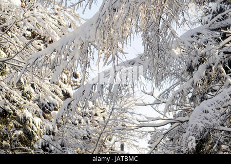 Bellissimi paesaggi invernali nella prefettura di Aomori, Giappone. Foto Stock