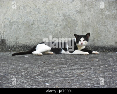 Gatto pigro Foto Stock