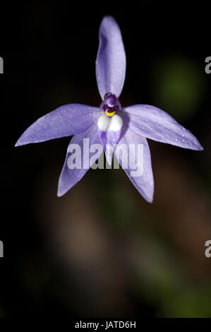 Australian native orchid, Glossodia principali o comunemente chiamato cera labbro di orchidee. Cresce a circa 25cm di altezza e di colore variabile dal bianco quasi thr Foto Stock