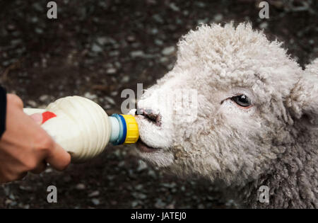 Agnello essendo alimentato latte da una bottiglia Foto Stock