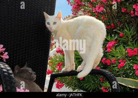 Il gatto domestico, bianco, blu-eyed, in piedi, bilanciamento sul retro di un nero sedia da giardino Foto Stock