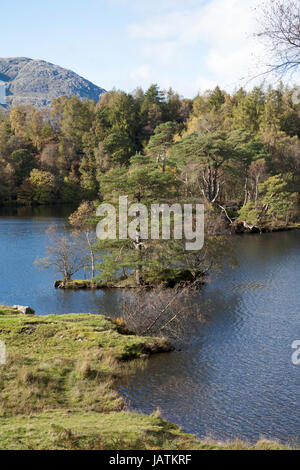 Il viale alberato con la riva del Tarn Hows su una luminosa giornata autunnale che giace tra Coniston e Ambleside Lake District Cumbria Inghilterra England Foto Stock