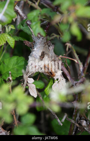 Pagham beach, West Sussex, Regno Unito, vi è un eccesso di eseguire con marrone-tailed moth bachi che possono provocare irritazioni cutanee e eruzioni cutanee quando viene toccato. Foto Stock