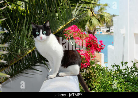 Il gatto domestico, tuxedo bianco e nero,seduto su una parete bianca di fronte palme e bouganville in fiore in riva al mare Foto Stock