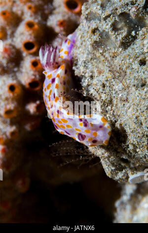 Macro nudibranch australia Foto Stock