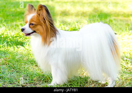 Un piccolo di colore bianco e rosso cane papillon (aka Continental toy spaniel) in piedi sull'erba guardando molto cordiale e bella Foto Stock