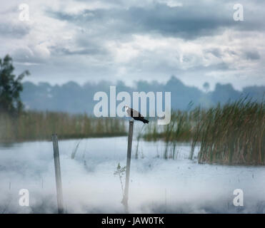 Hawk si appollaia su un Log In mattinata nebbiosa Foto Stock