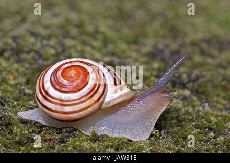 In una corsa Foto Stock