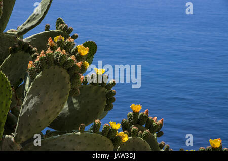 L' Opuntia ficus-indica guardando al mar tirreno Foto Stock