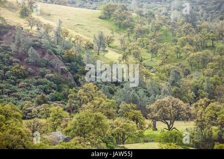 Valle di misti di quercia e conifere con nebbia, Figueroa Mountain, vicino a Santa Barbara in California Foto Stock