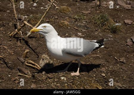 Gabbiano reale, Larus ridibundus, adulto, pullus, adulto, pulcino, Bass Rock, Edimborough, Scotland, Regno Unito, Regno Unito, Foto Stock