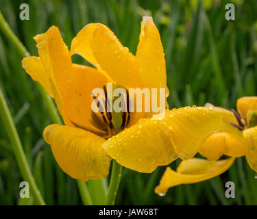 Fiore giallo dopo la pioggia Foto Stock