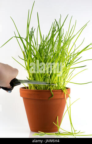 Fresco verde erba cipollina in un vaso di fiori da tagliare con le forbici Foto Stock