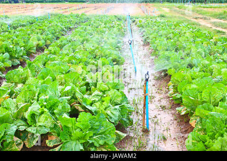 Campo di verde foglia di lattuga e colture in fila su una fattoria ,Thailandia Foto Stock