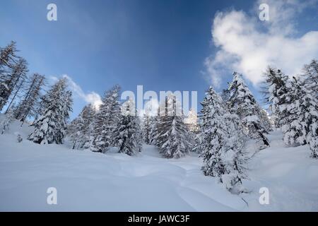 Paesaggio Invernale sulle Alpi dopo pesanti nevicate. Ampia angolazione del larice alberi coperti di neve in un ambiente congelati Foto Stock