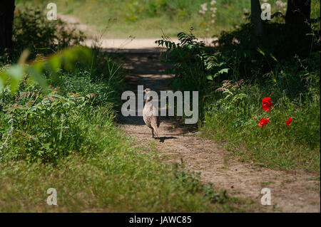 Ringneck Pheasant Phasianus colchicus , Rufous-throated Partridge Foto Stock