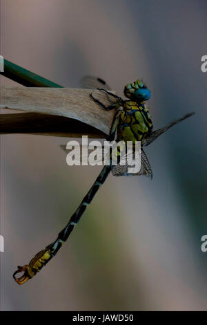 Wild nero giallo libellula anax imperator su una foglia di legno nella boccola Foto Stock