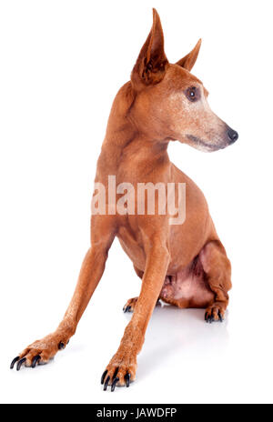 Senior pinscher in miniatura di fronte a uno sfondo bianco Foto Stock