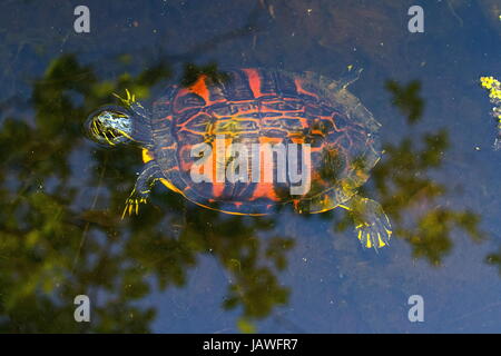 Una Florida rosso cooter panciuto, Pseudemys nelsoni, sulla superficie dell'acqua. Foto Stock