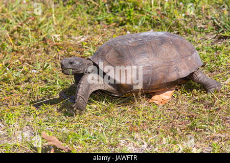 Una tartaruga di gopher, Gopherus polyphemus, passeggiate in erba. Foto Stock