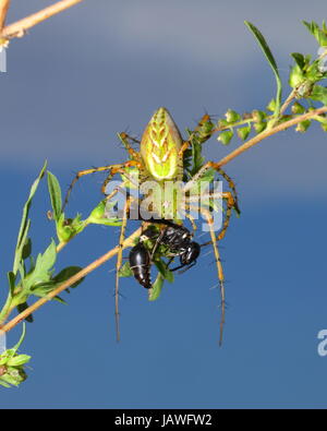 Un verde lynx spider, Peucetia viridans, depredavano su una vespa. Foto Stock